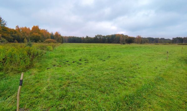 Działka z WZ, 40 km od Warszawy - obrazek 2