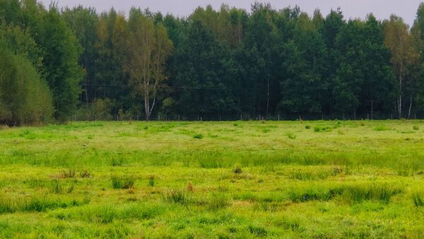 Działka z WZ, 40 km od Warszawy - obrazek 3