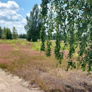 Nowa Mała Wieś, gmina Leoncin, powiat nowodworski