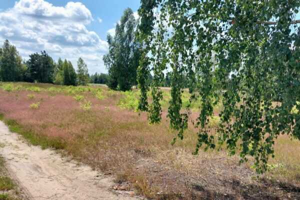 Nowa Mała Wieś, gmina Leoncin, powiat nowodworski
