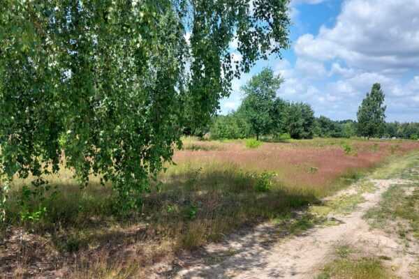 Sprzedam działki budowlane w gminie Czosnów