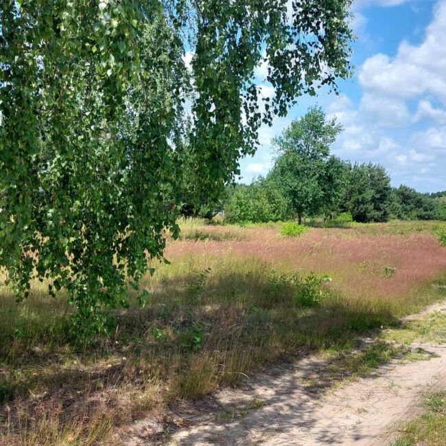 Sprzedam działki budowlane w gminie Czosnów